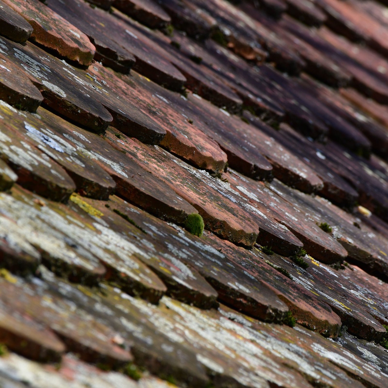 Detailed view of weathered red roof tiles covered in moss, forming a textured pattern.